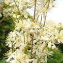 Filipendula vulgaris